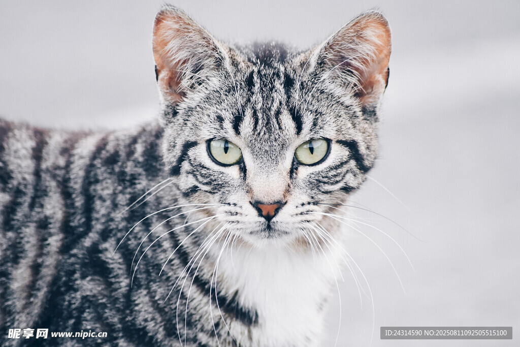 可爱条纹猫咪特写