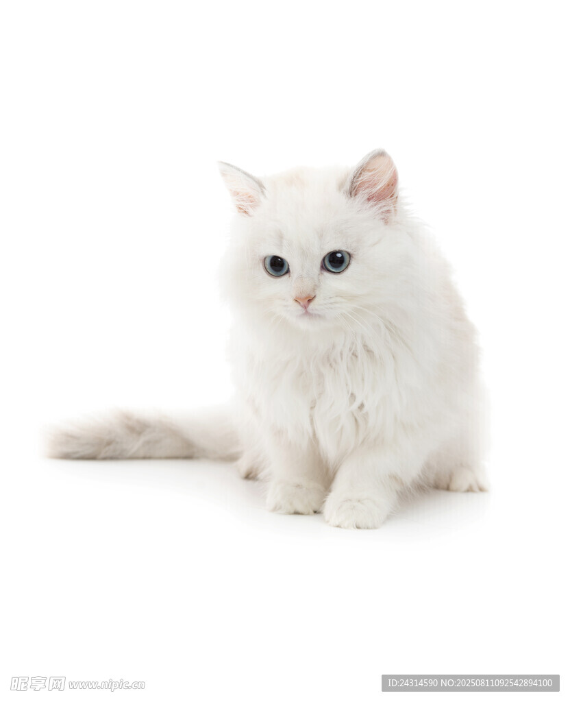 白色长毛猫安静端坐