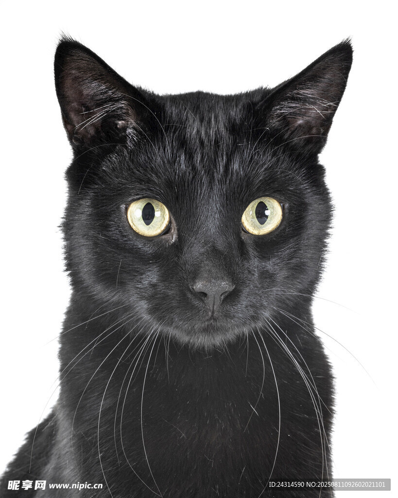 黑猫凝视