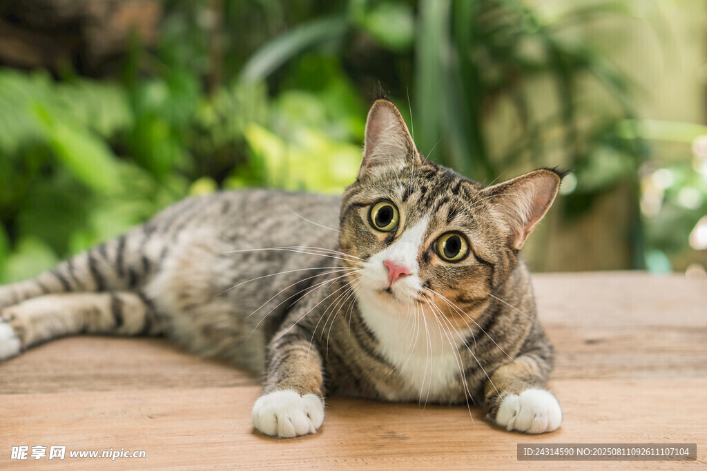 可爱猫咪趴木桌