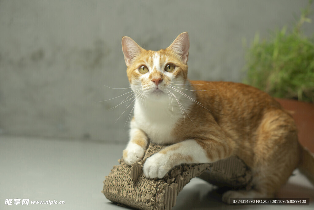 可爱猫咪趴于木头上