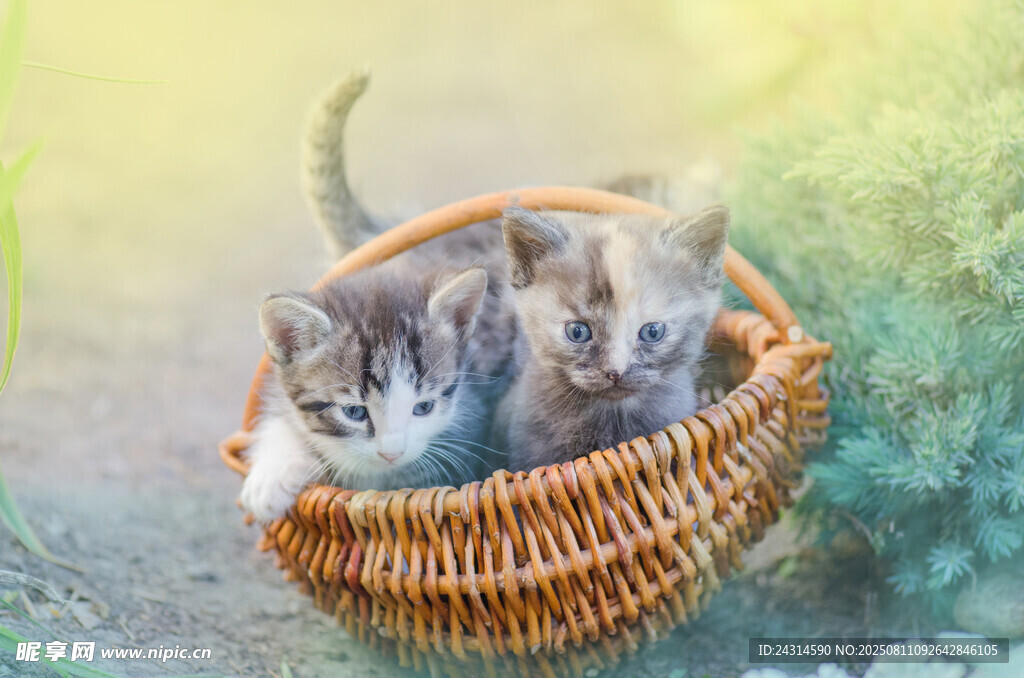 篮子里的可爱小猫咪