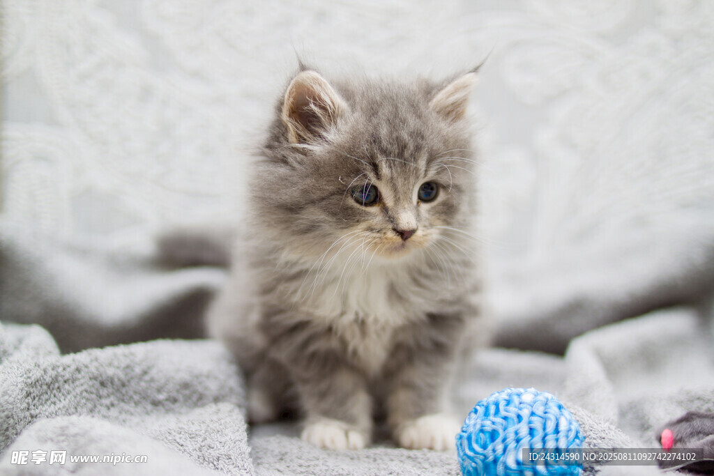 可爱小猫咪与彩色玩具