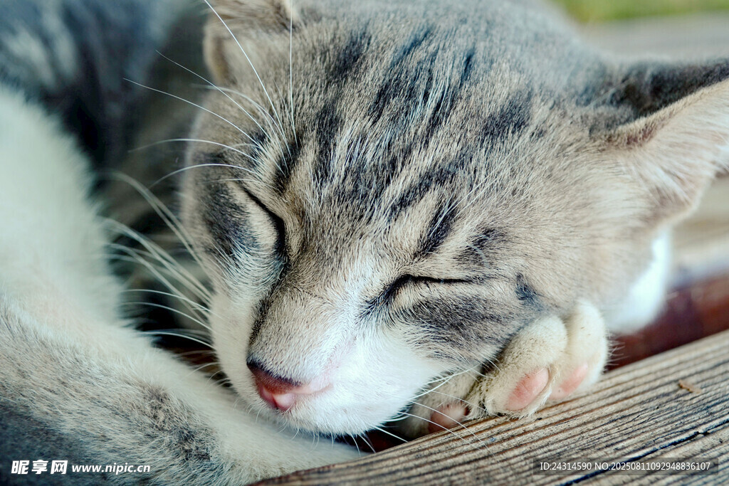 熟睡的小猫咪