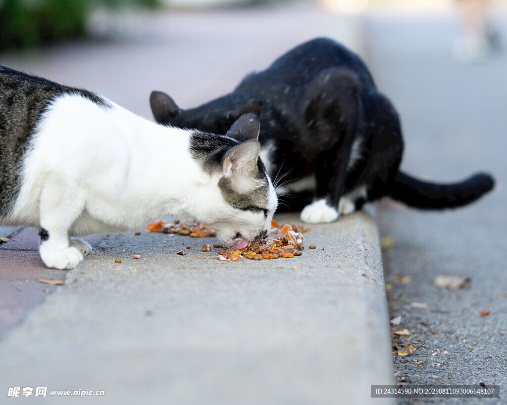 两只猫咪在享用食物