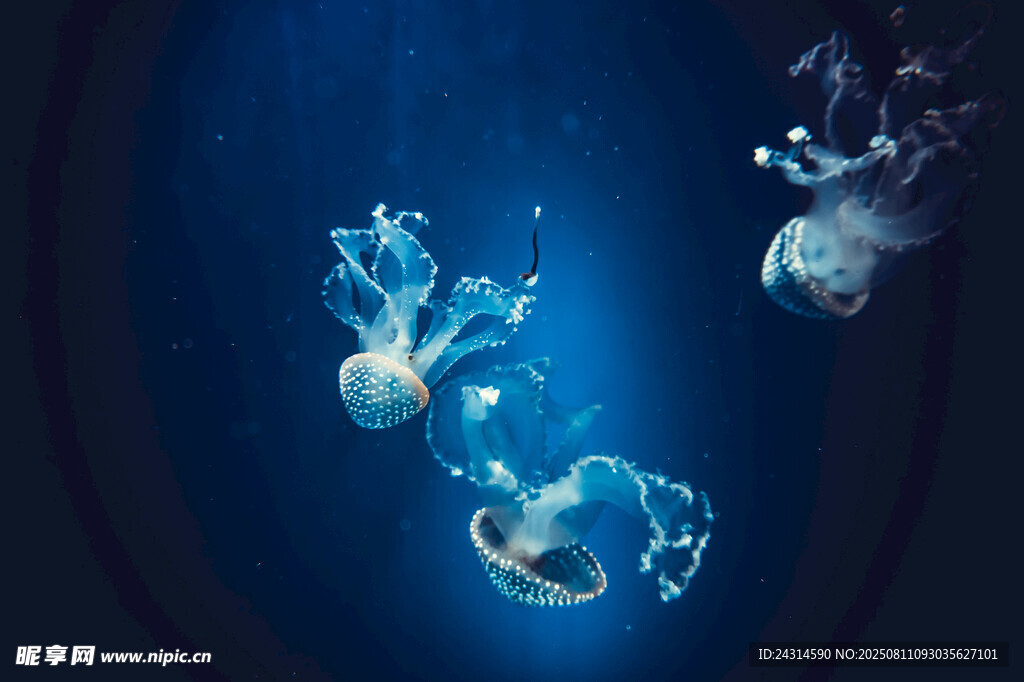 梦幻水母在深海中游动