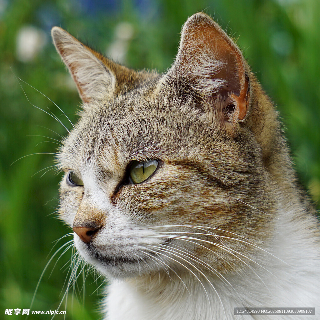 可爱猫咪侧颜特写