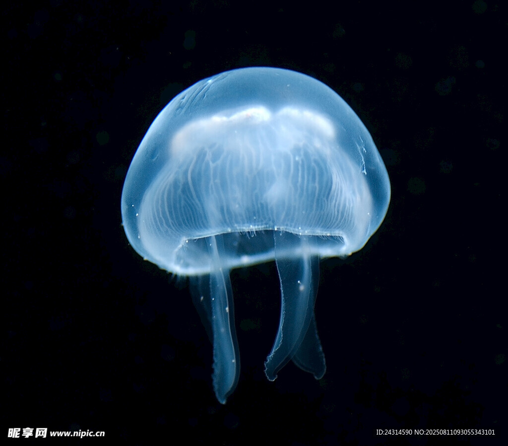 梦幻水母海洋中的透明精灵