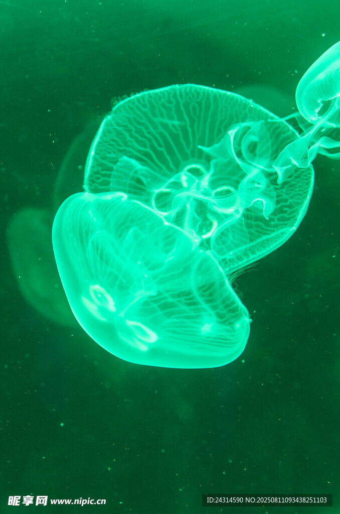 梦幻绿色水母在水中游动