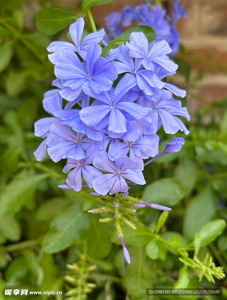 蓝紫色花卉