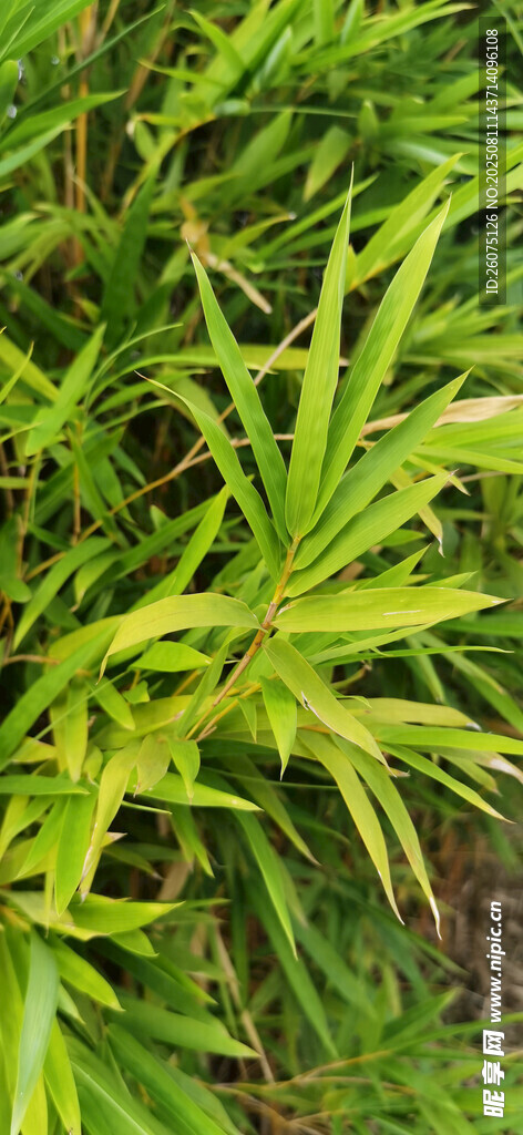 翠绿繁茂的竹叶景观