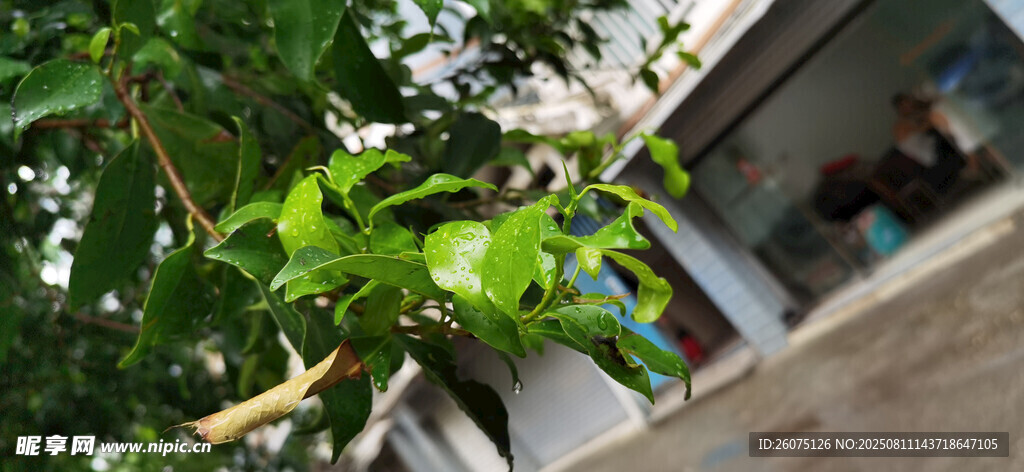 雨中生机勃勃的枝叶