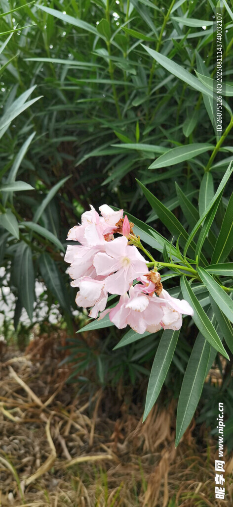 粉色夹竹桃绽放于绿野