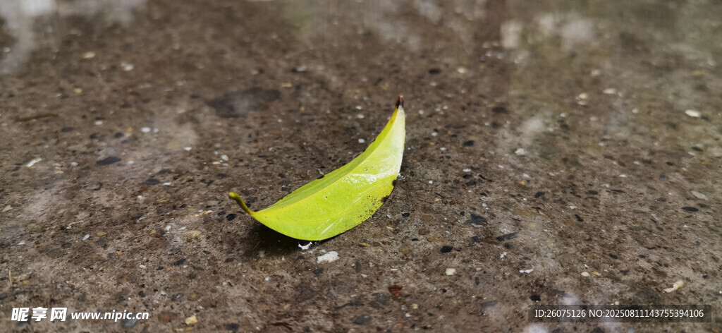 雨后积水地面上的一片嫩绿树叶