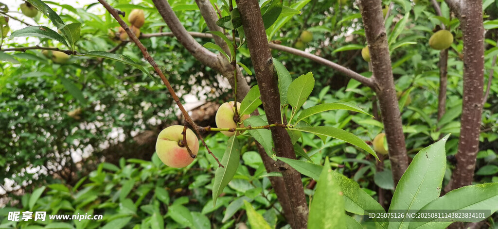 枝头硕果累累的桃树