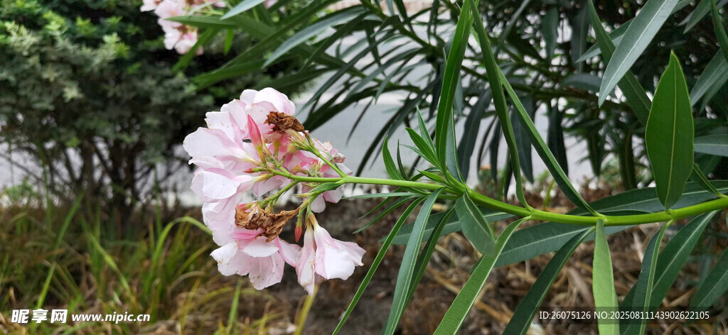 娇艳绽放的粉色夹竹桃花卉