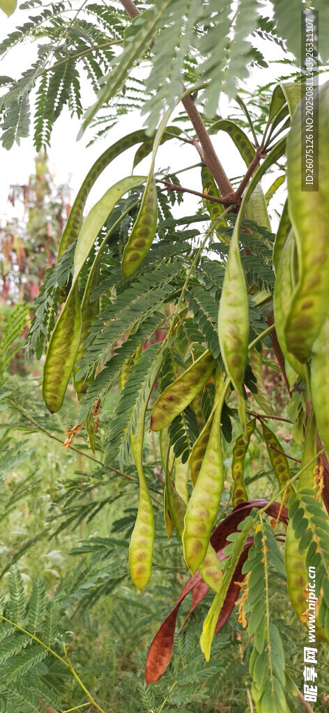 挂满长荚果实的银合欢树