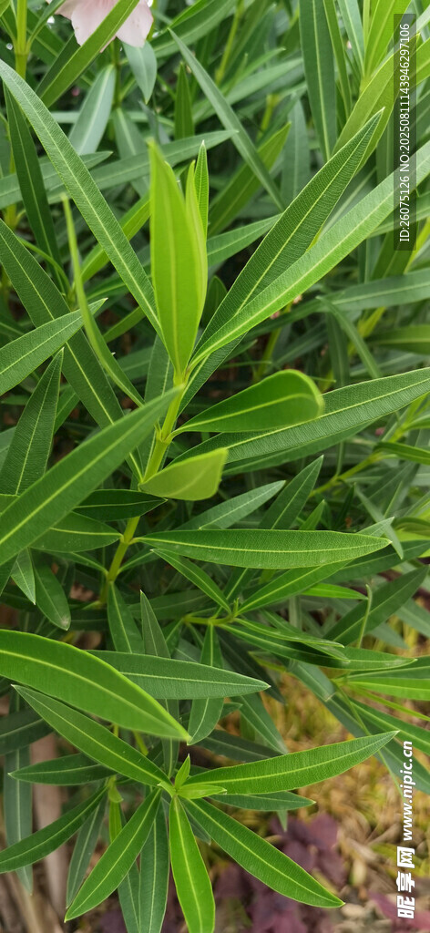 翠绿繁茂的夹竹桃植物叶片