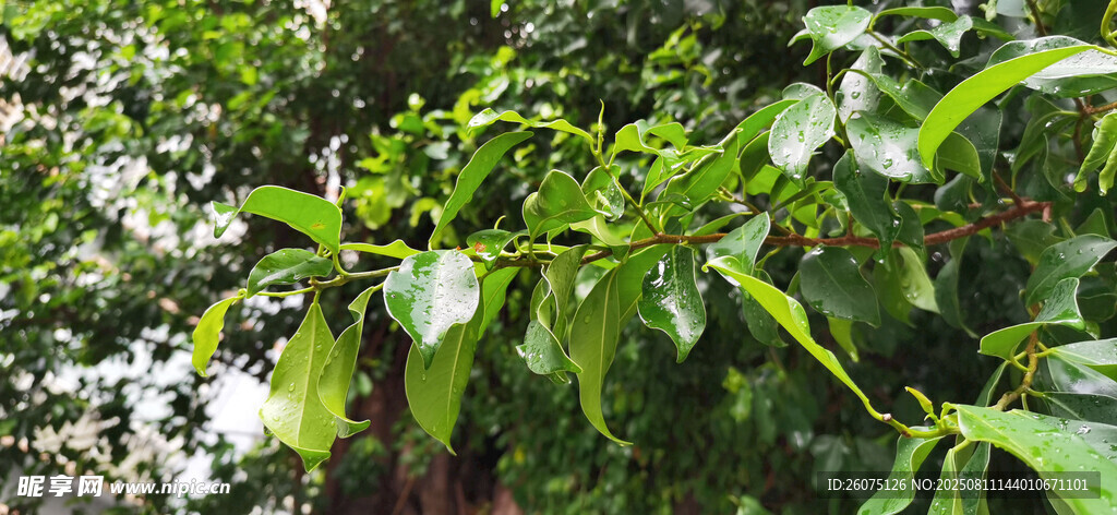 雨中繁茂大树枝叶景观