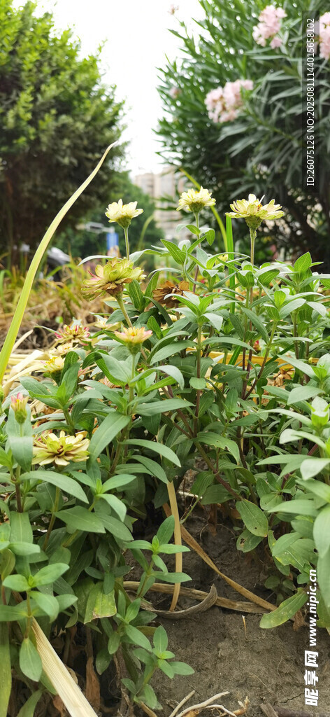 花园中的多彩花卉绽放