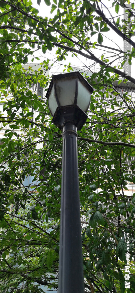 林间路灯静谧自然景致