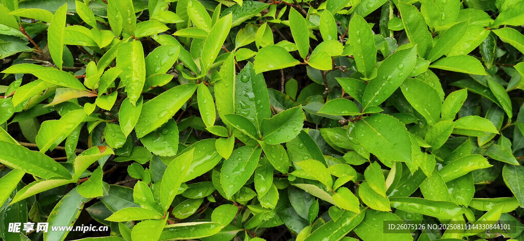 雨后翠绿繁茂的叶片特写