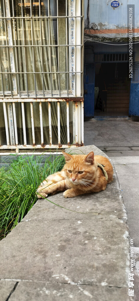 阳光下酣睡的橘猫