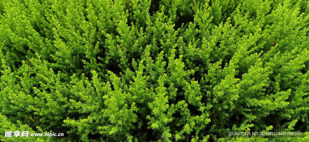 翠绿茂密针叶绿植景观