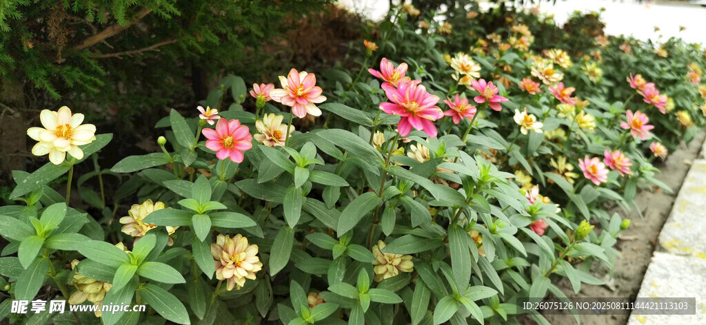 多彩花卉装点美丽花境