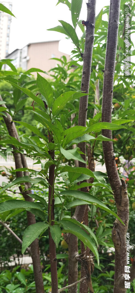 绿叶繁茂的桃树植物景观