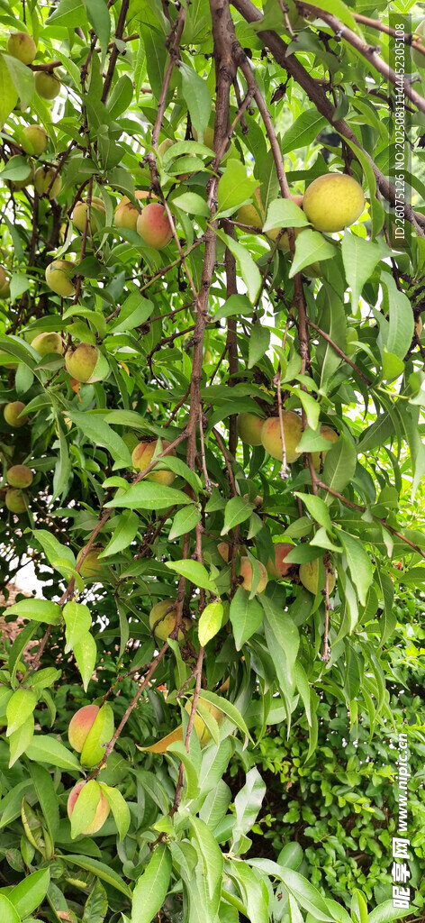 挂满果实的繁茂果树