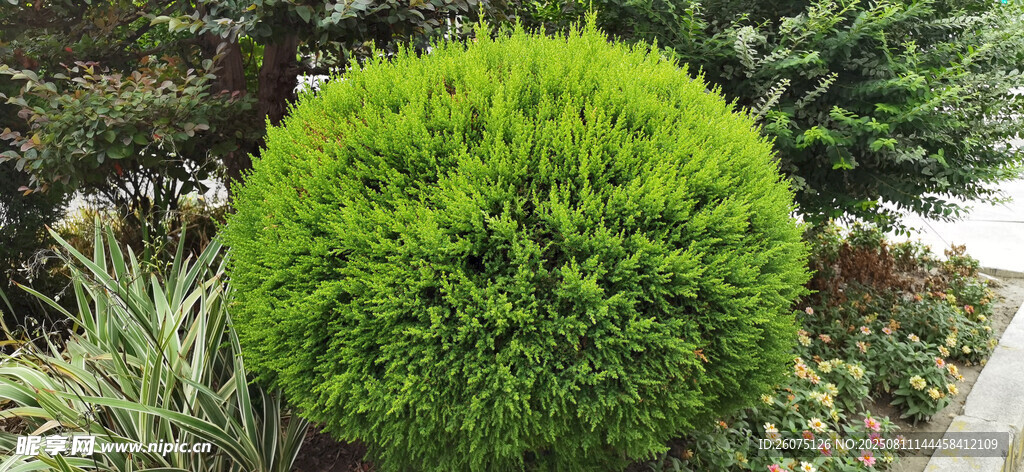 球形绿植清新园林景观