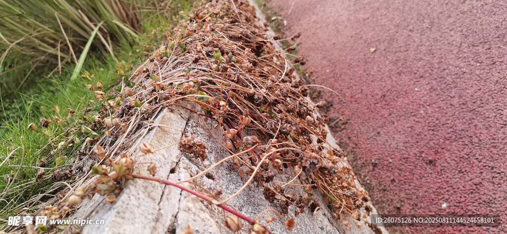 路边枯萎植物