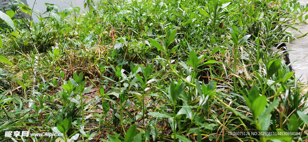野外繁茂的绿色植物