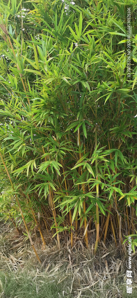 翠绿竹林景象