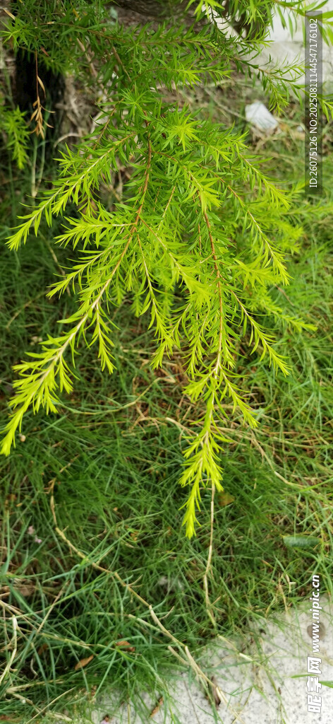 翠绿松柏枝垂于草地