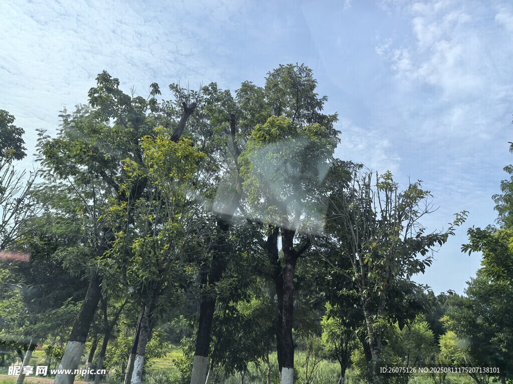 窗外绿树成荫的户外自然景象