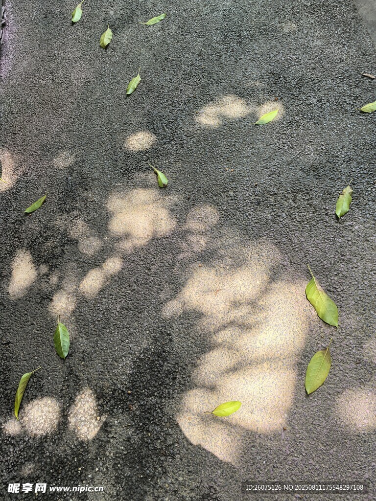 地面散落的黄叶与光斑