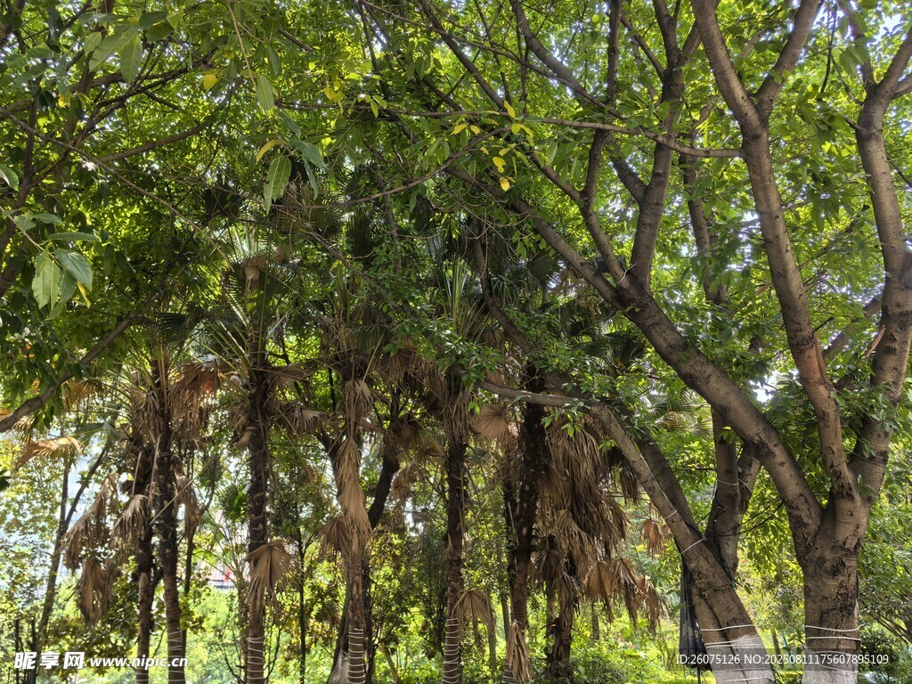 茂密榕树林景观