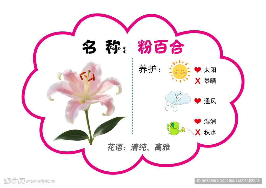 粉百合