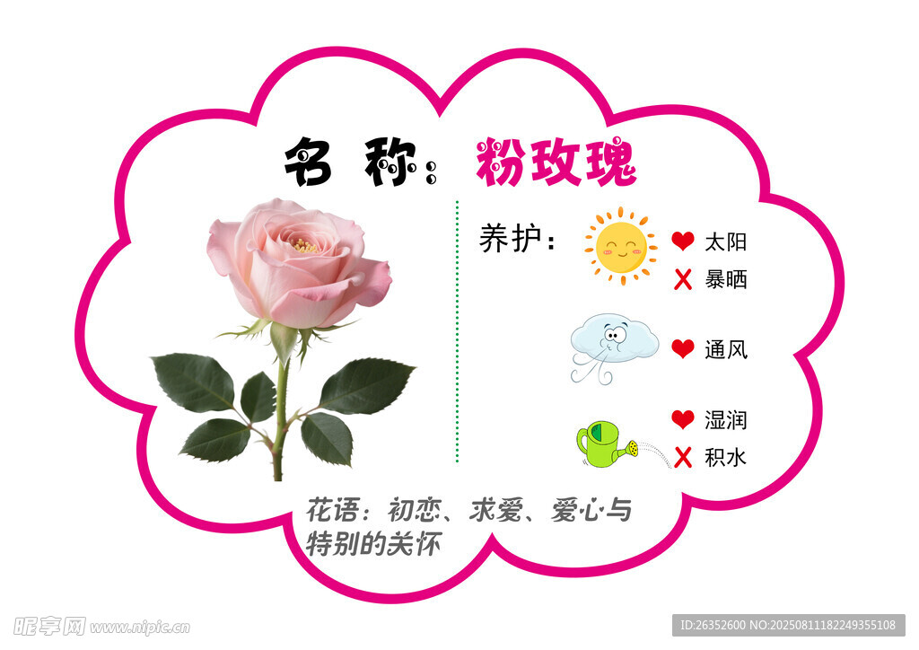粉玫瑰
