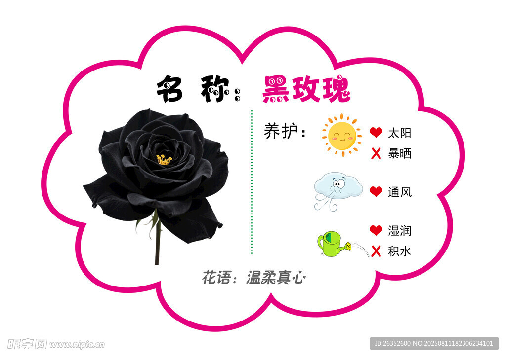 黑玫瑰