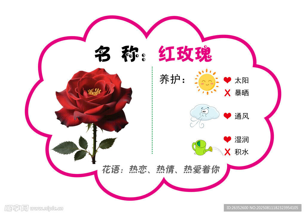 红玫瑰