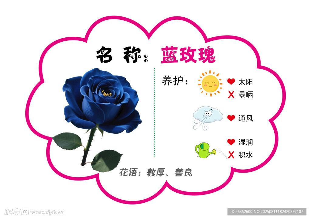 蓝玫瑰