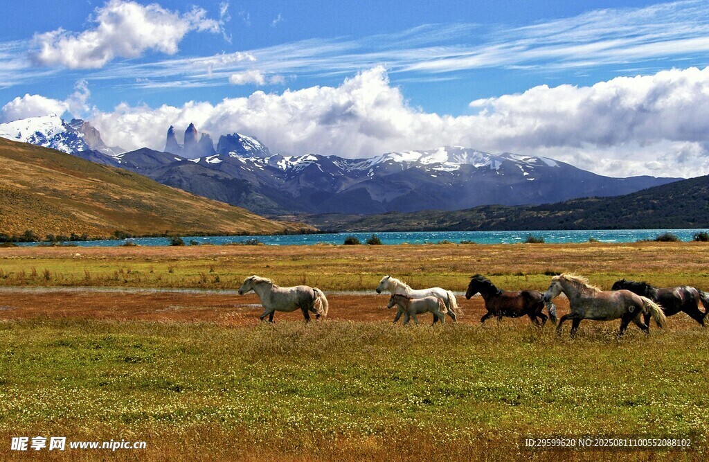 草原牧群与壮丽远山风景