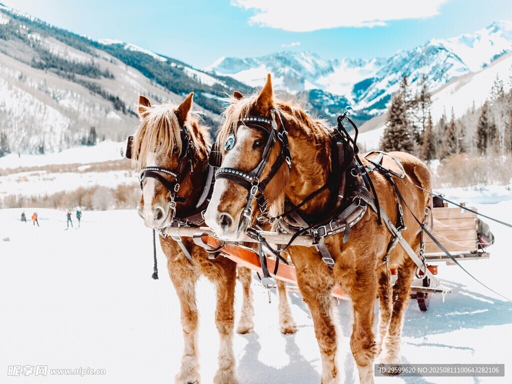 雪地中的双驾马车