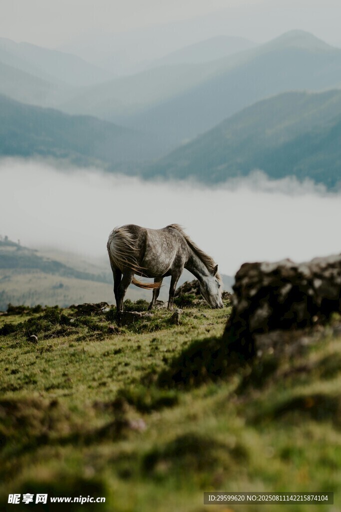 山间牧场景致