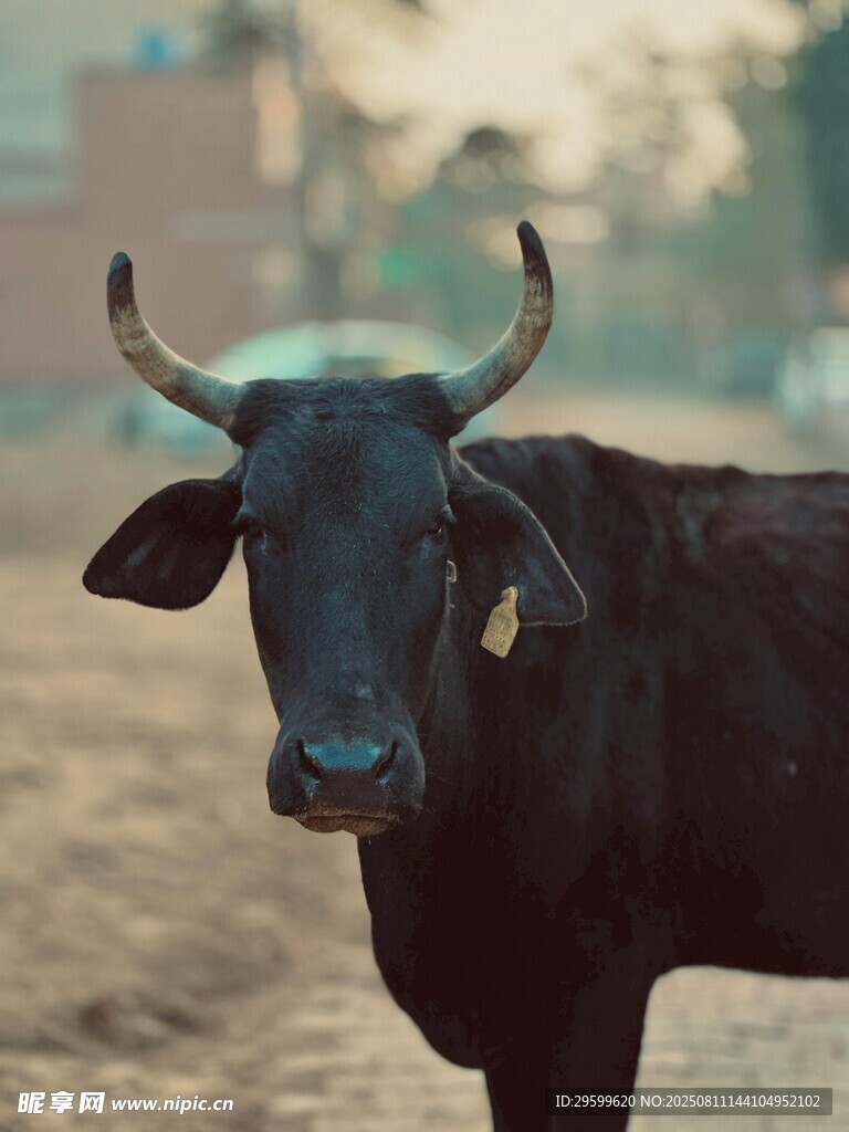 田野中的黑牛