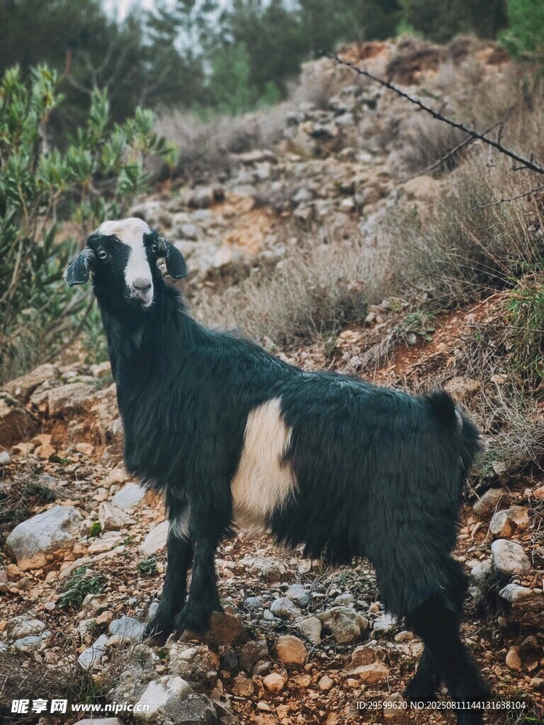 山坡上的黑山羊