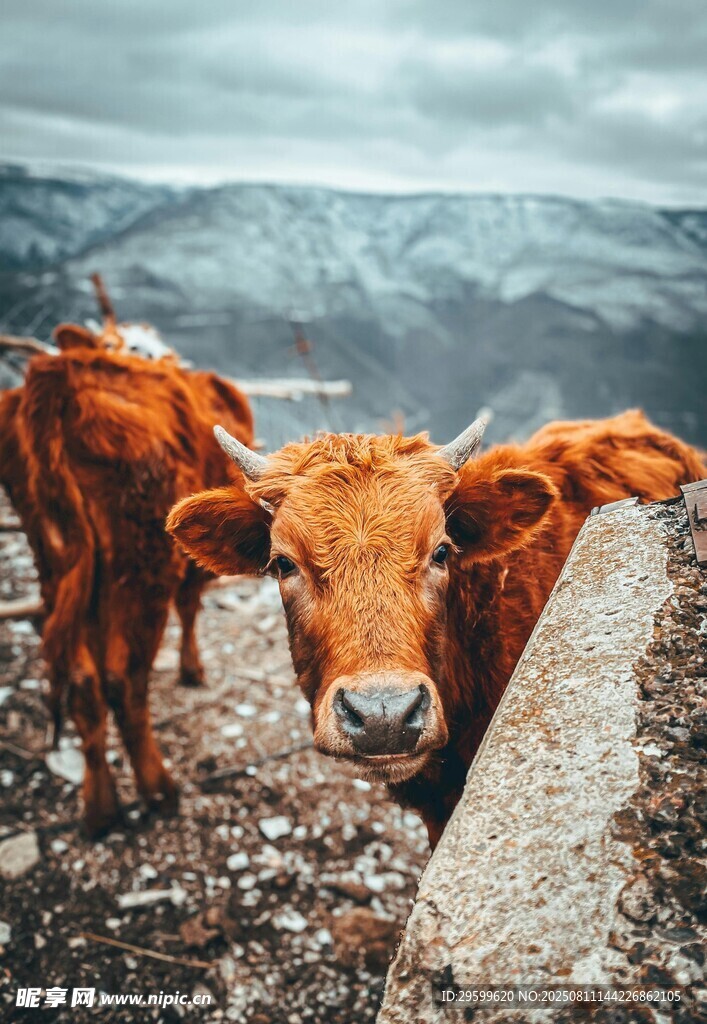 山间褐牛 